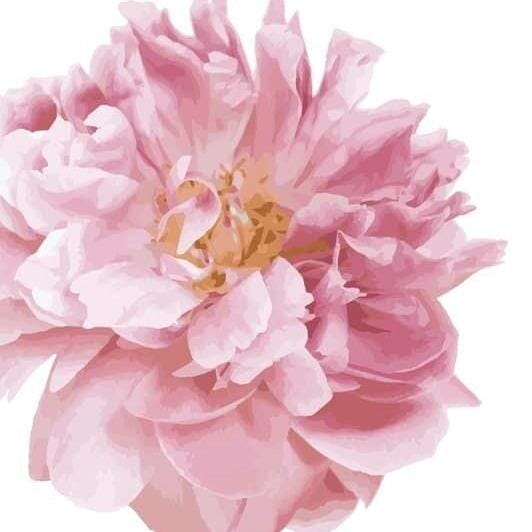 Beautiful Peony Garden Flower Pack Wall Decals Decals Urbanwalls