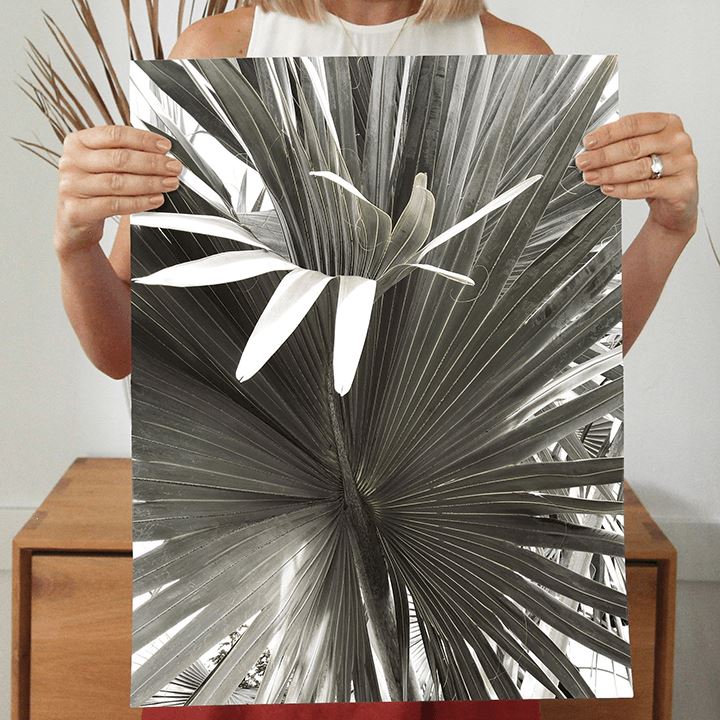 Fan Palm Art Print Prints Urbanwalls