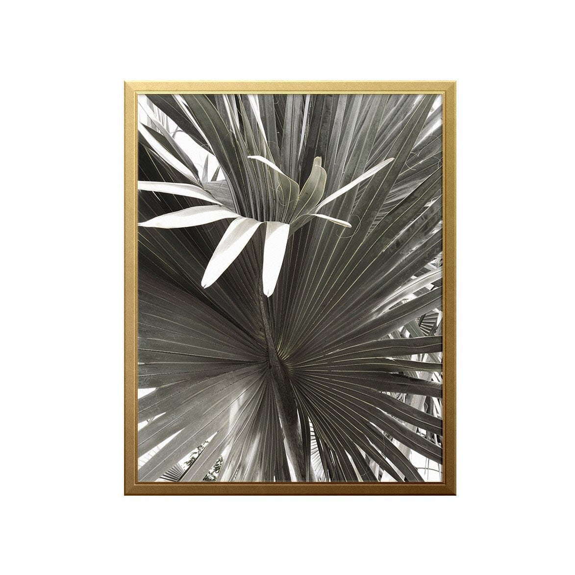Fan Palm Art Print Prints Urbanwalls