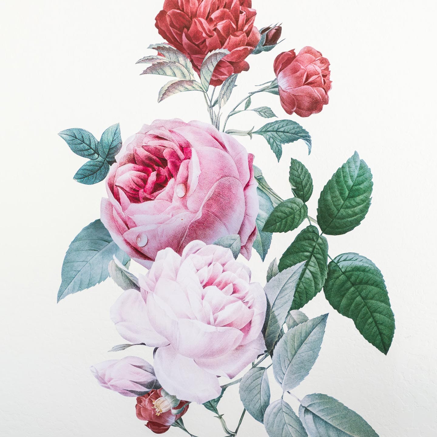 Blush Rose Floral Wall Decal Decals Urbanwalls 