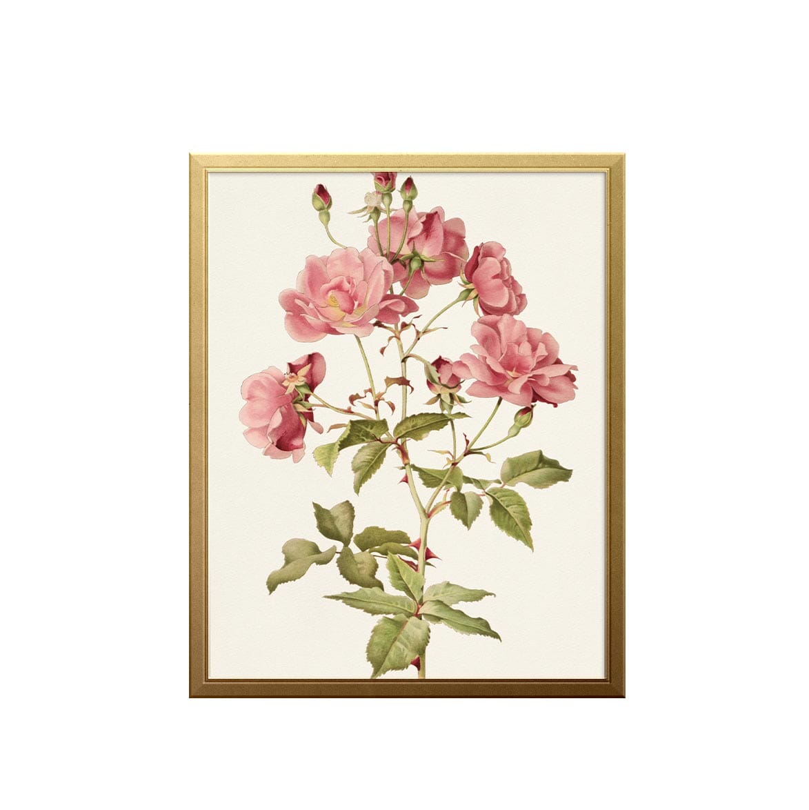 French Rose Art Print Prints Mia Parres 