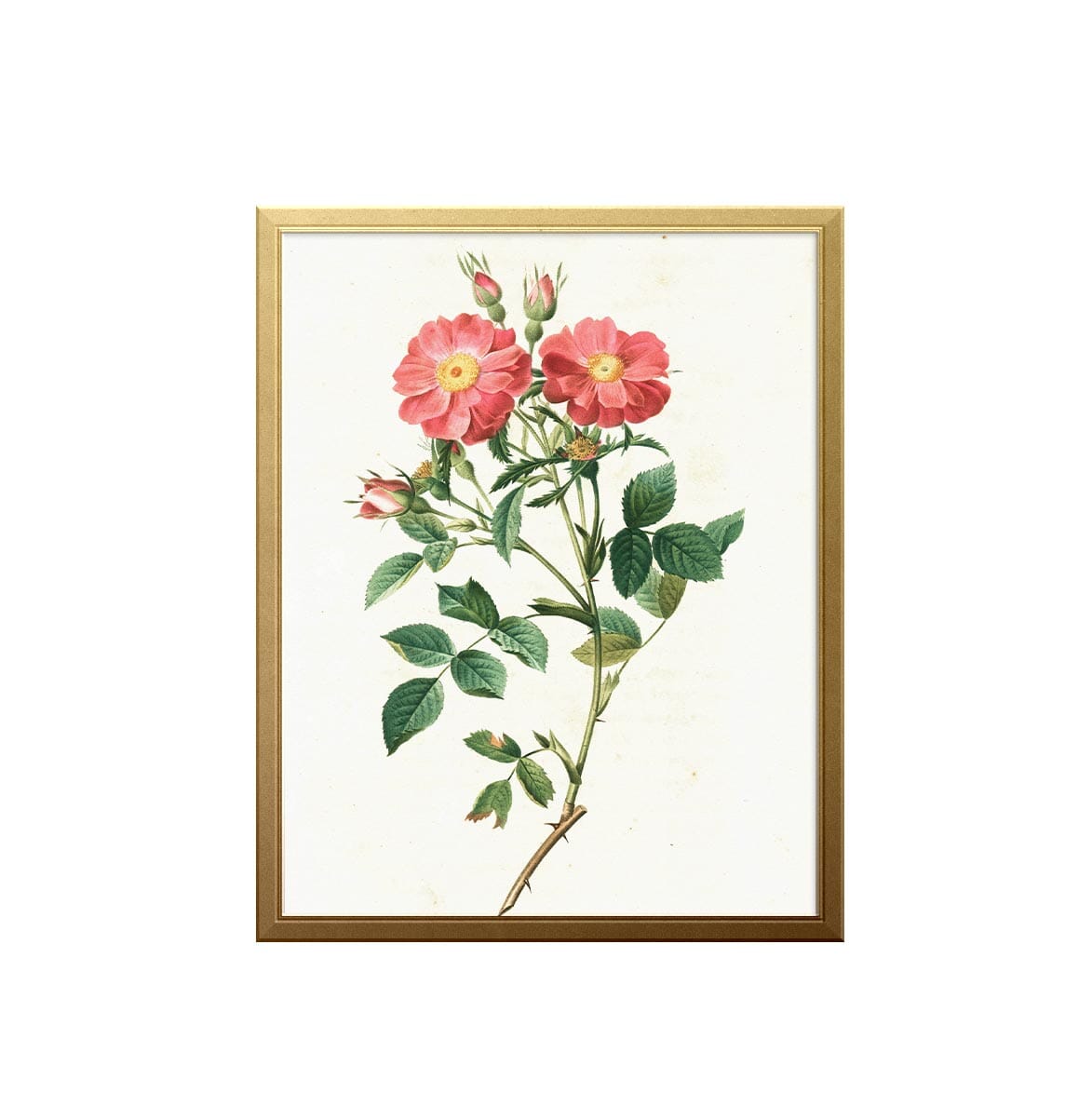 Wild Rose Art Print Prints Mia Parres 